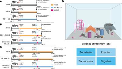 Enriched environment remodels the central immune environment and improves the prognosis of acute ischemic stroke in elderly mice with chronic ischemia